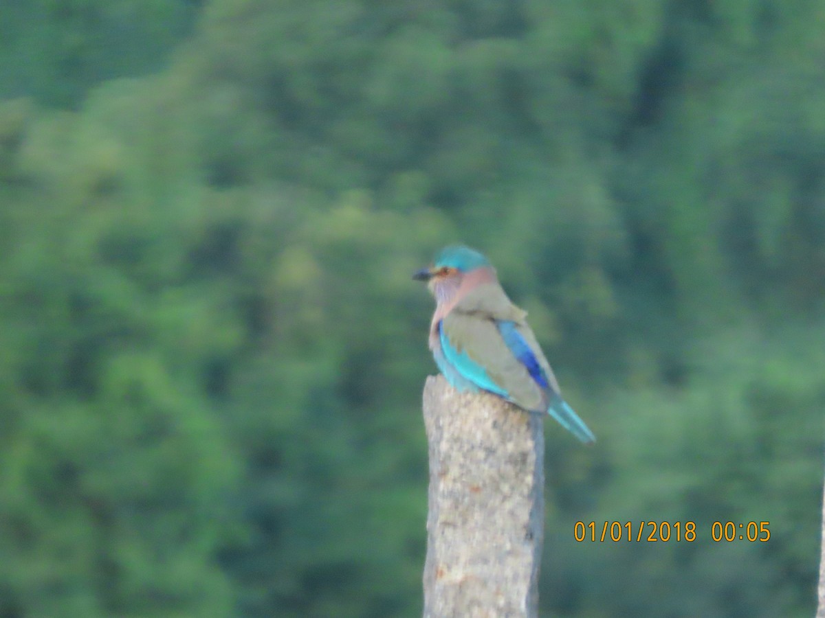 Indian Roller - ML644140209