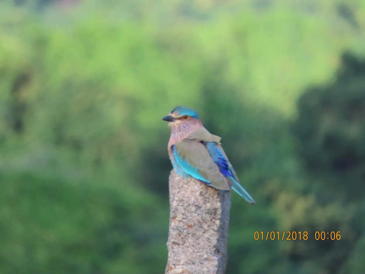 Indian Roller - ML644140210
