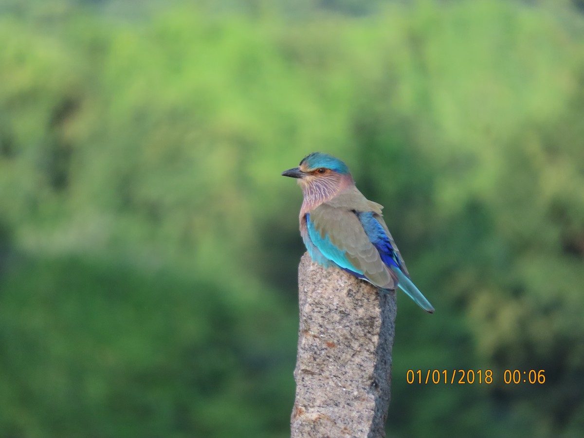 Indian Roller - ML644140211