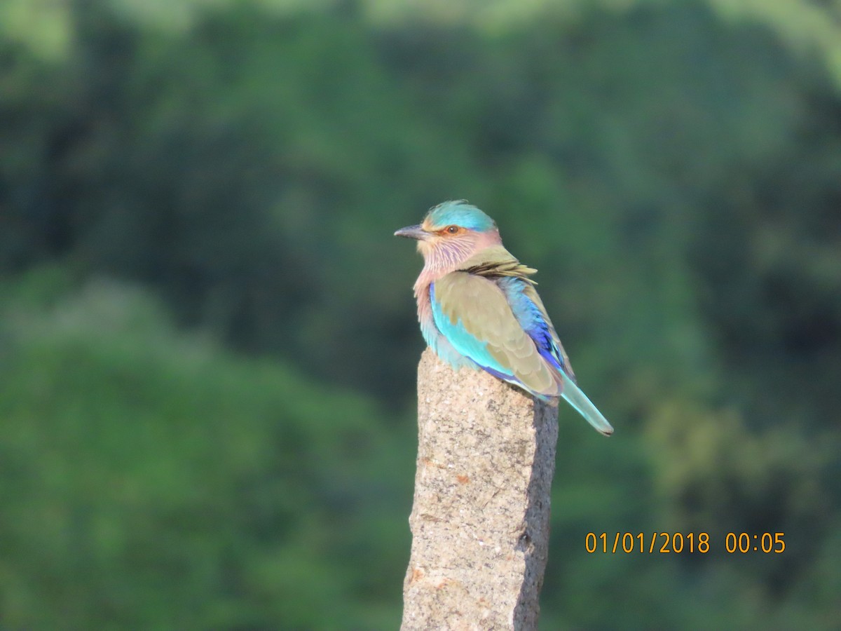 Indian Roller - ML644140212