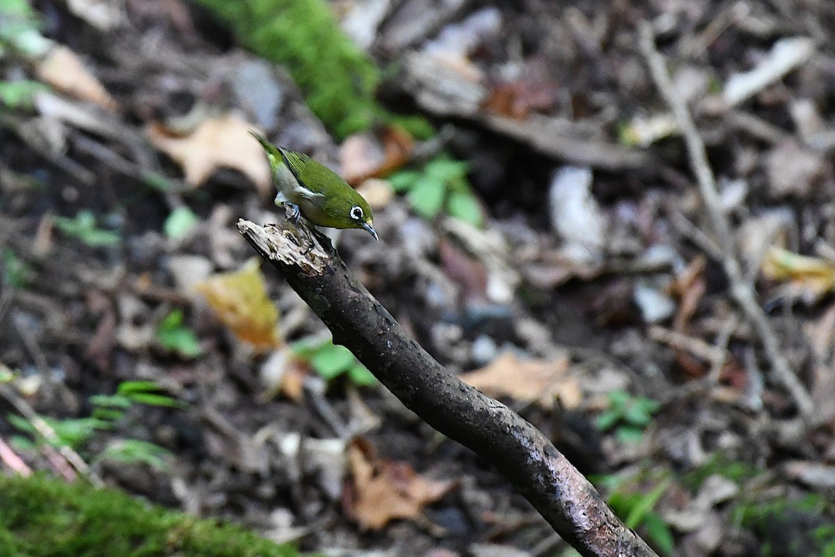 Warbling White-eye - ML644140224