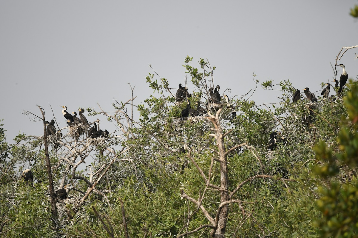 Kormoran (lucidus) - ML644140227