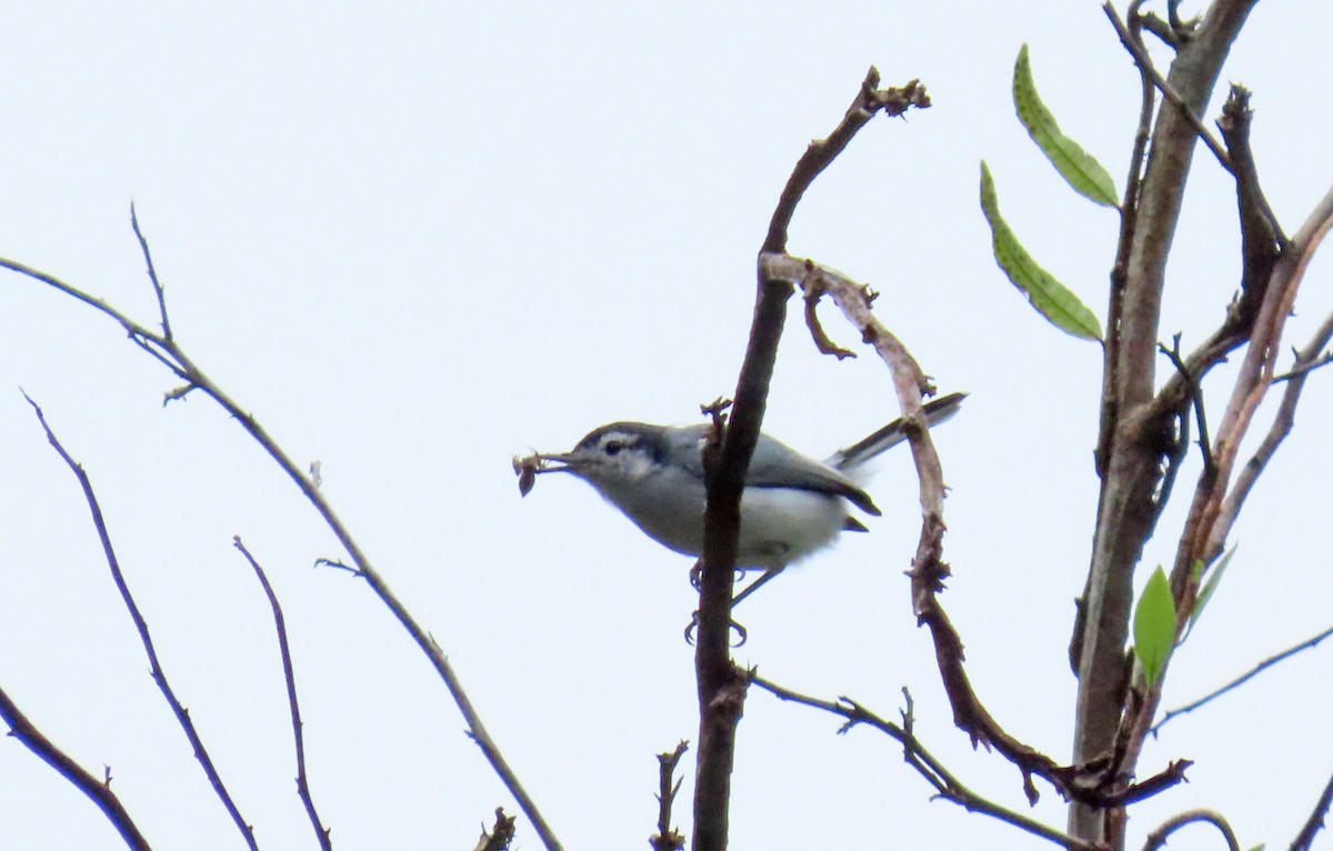 White-browed Gnatcatcher - ML644140228