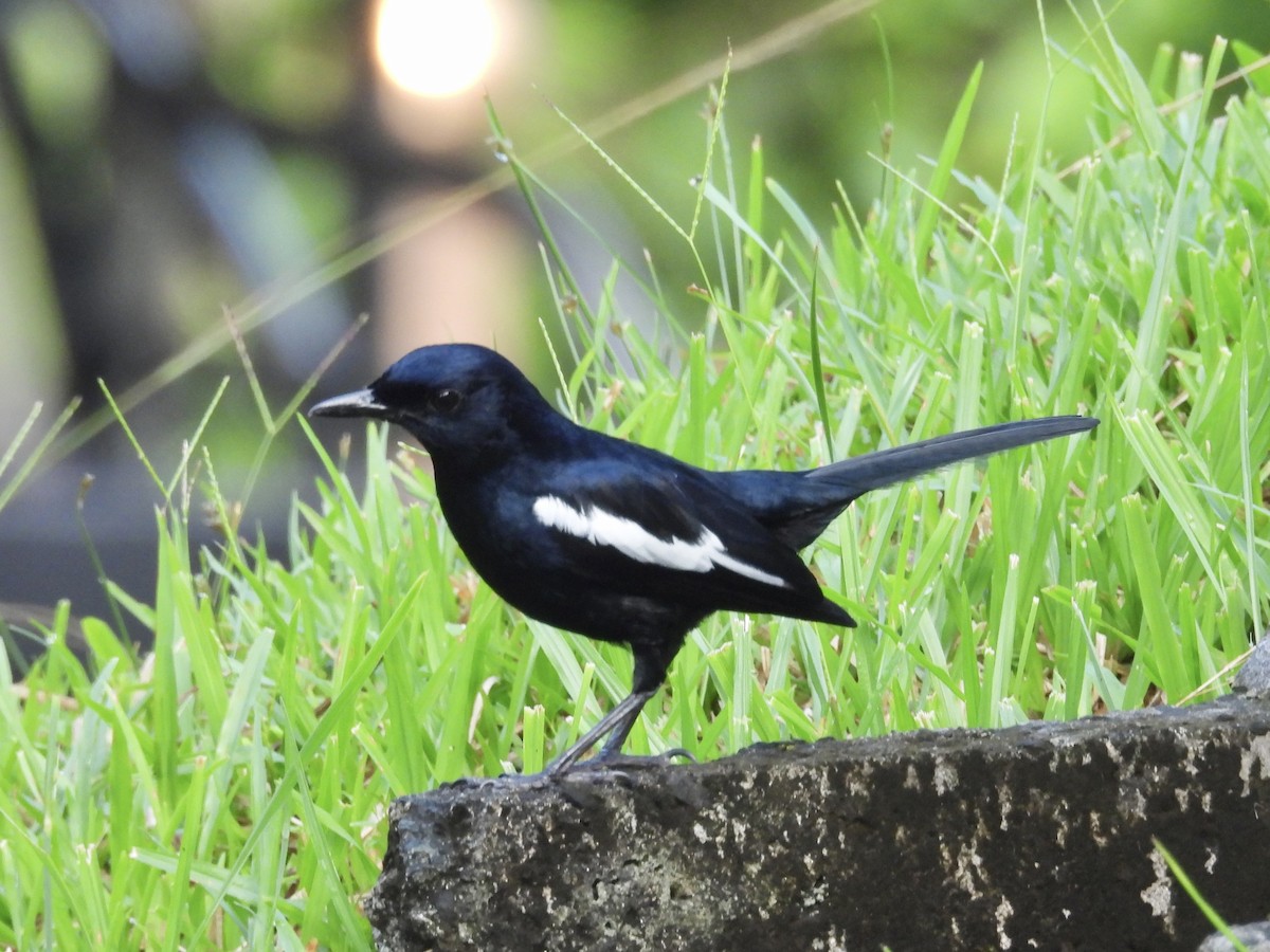 Oriental Magpie-Robin - ML644140248