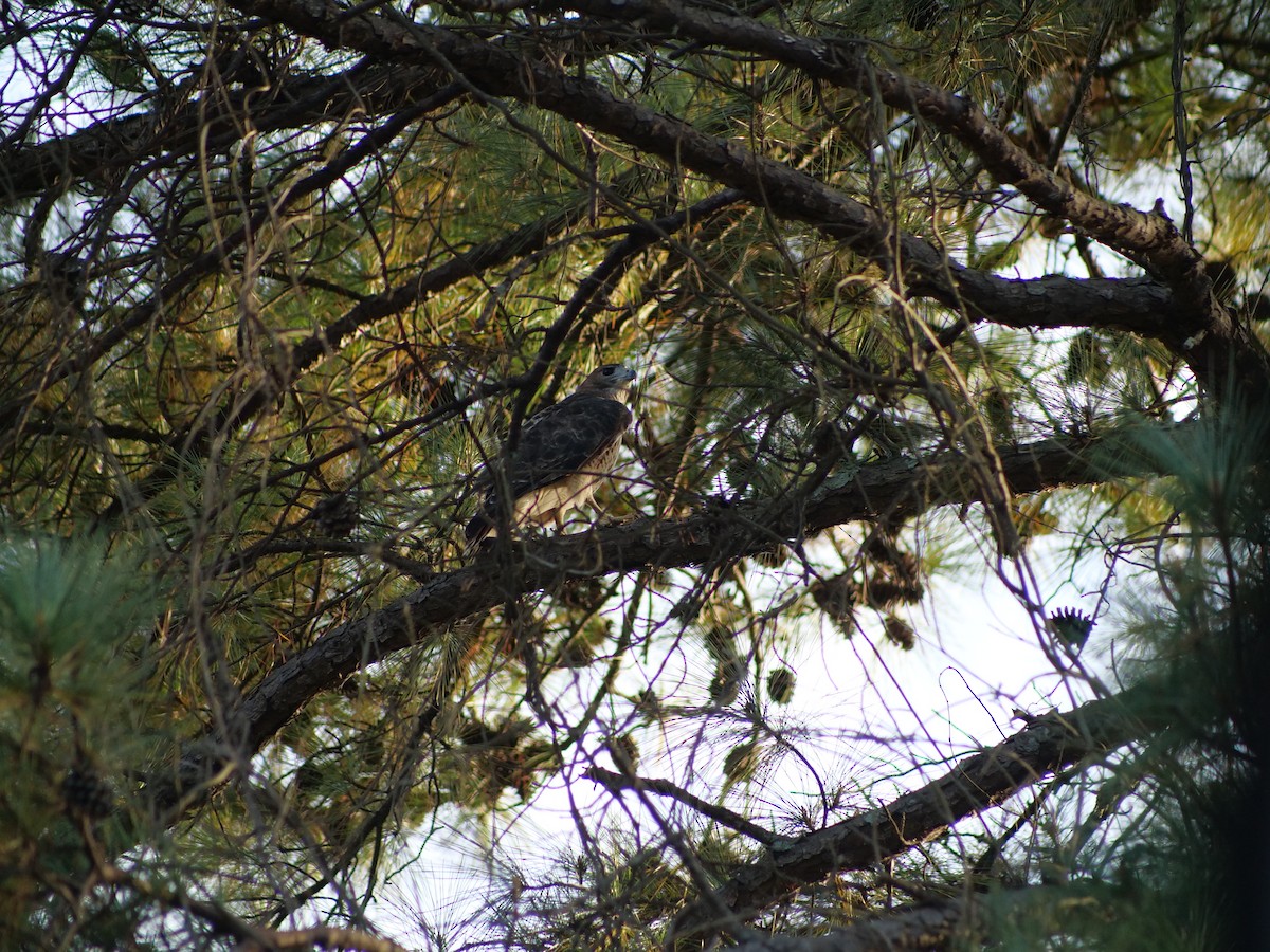 アカオノスリ - ML644140260