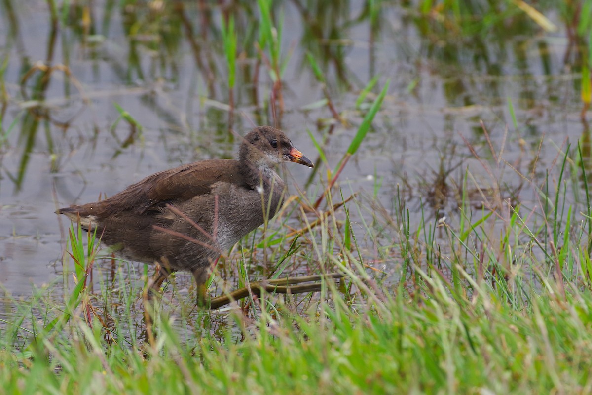 Gallinule poule-d'eau - ML644140263