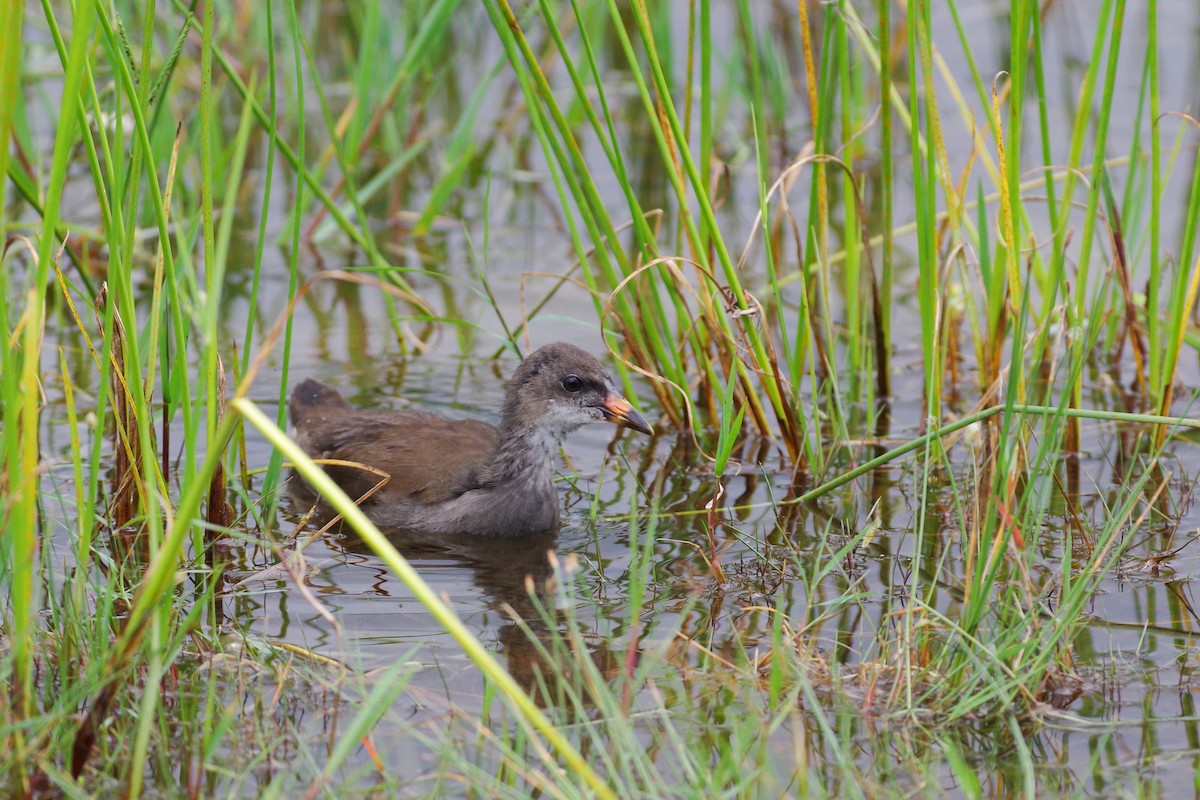 Gallinule poule-d'eau - ML644140265
