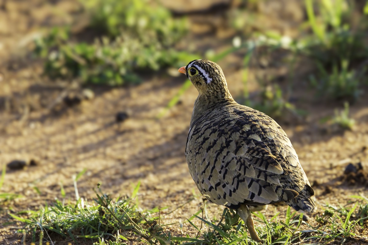 Black-faced Sandgrouse - ML644140300