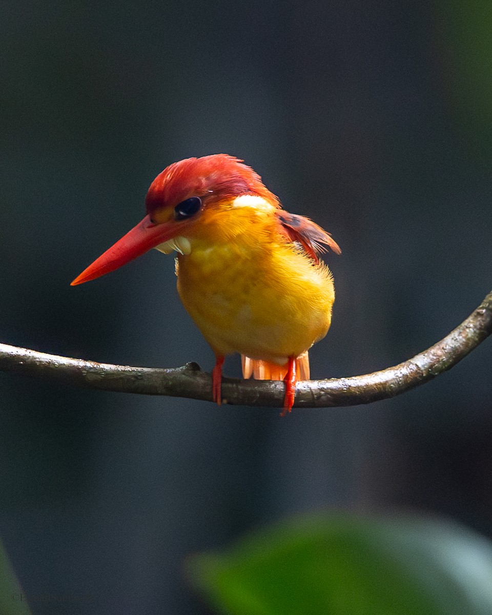 Rufous-backed Dwarf-Kingfisher - ML644140307