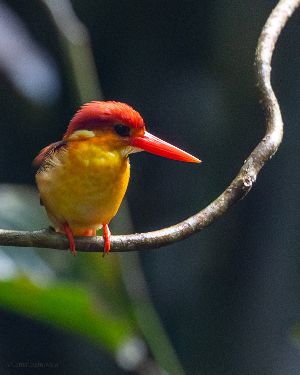 Rufous-backed Dwarf-Kingfisher - ML644140308