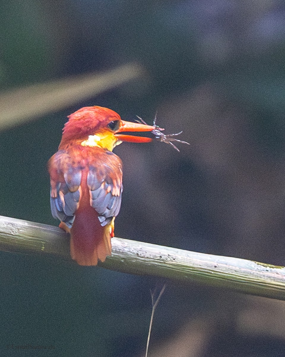 Rufous-backed Dwarf-Kingfisher - ML644140309