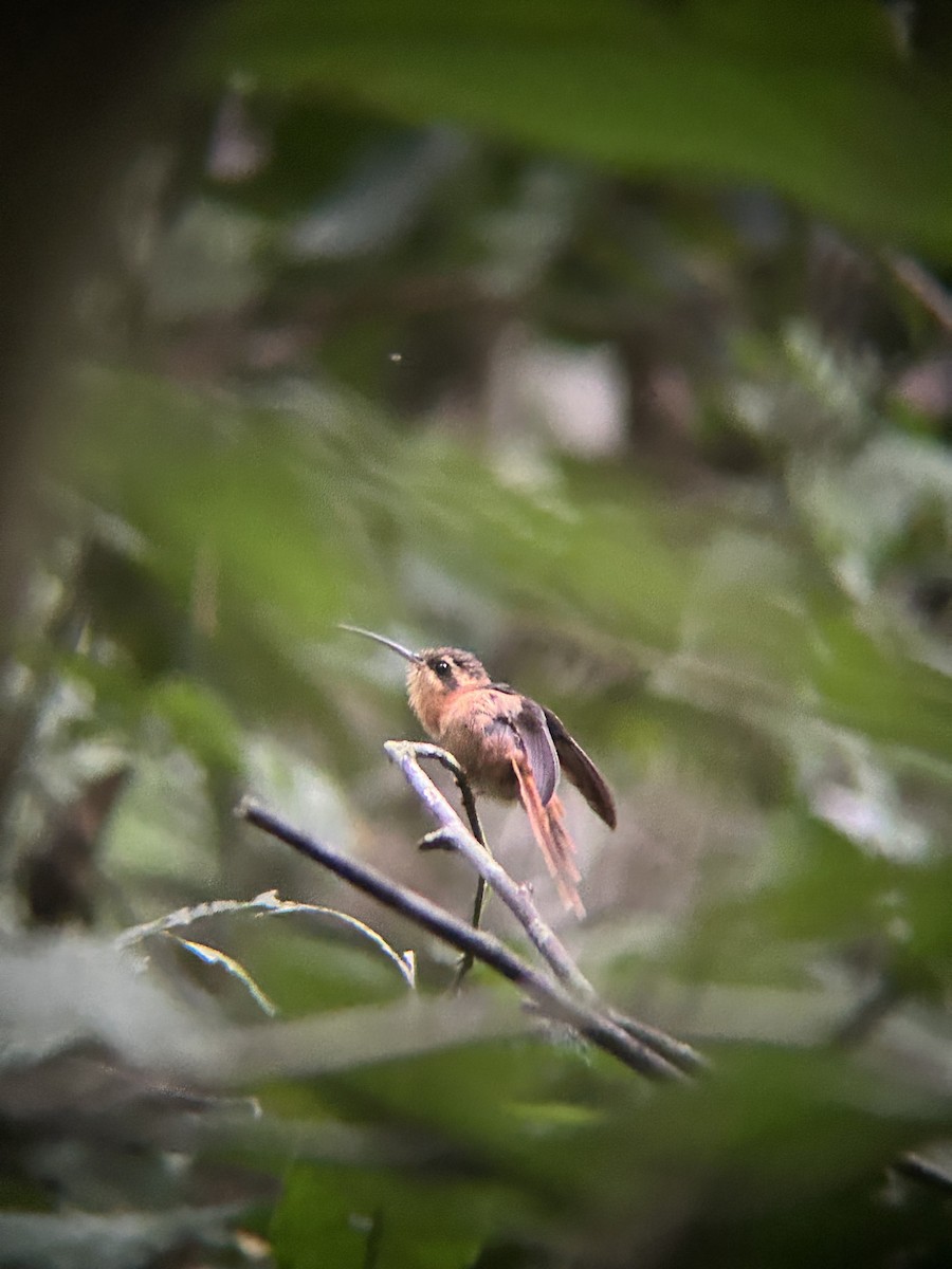 Rotschattenkolibri - ML644140340