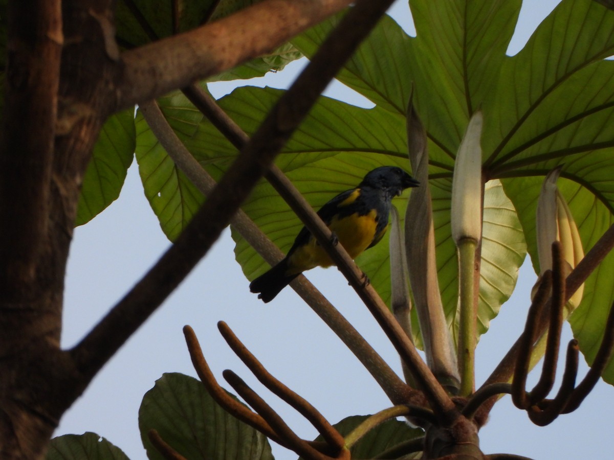 Turquoise Tanager - ML644140372