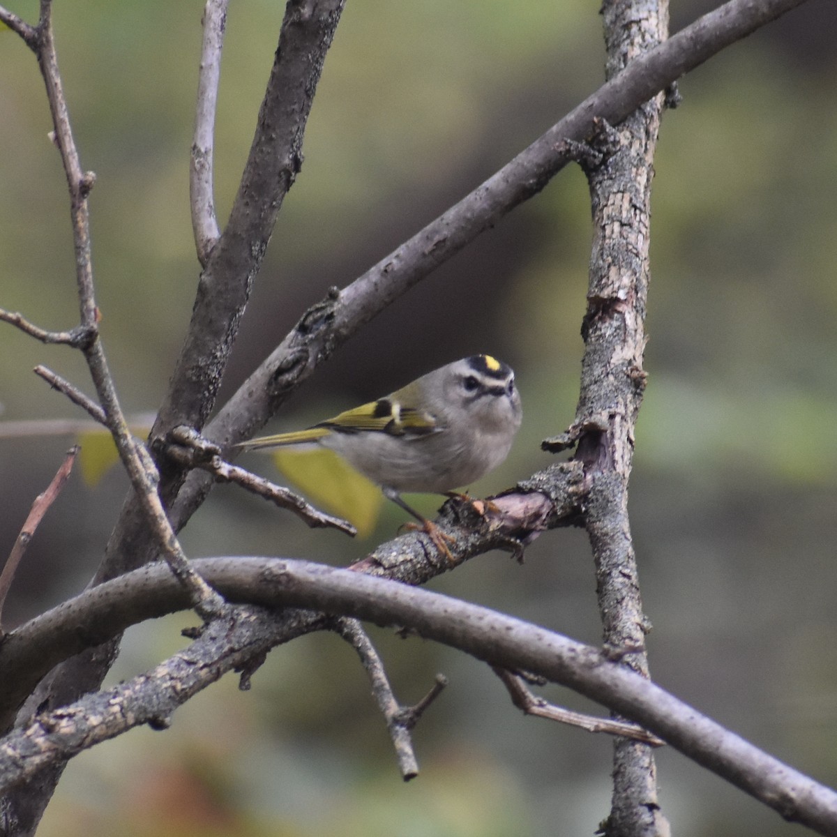 Golden-crowned Kinglet - ML644140379