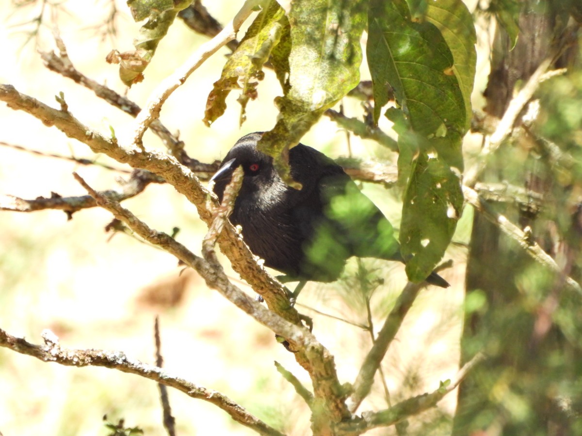 Bronzed Cowbird - ML644140382