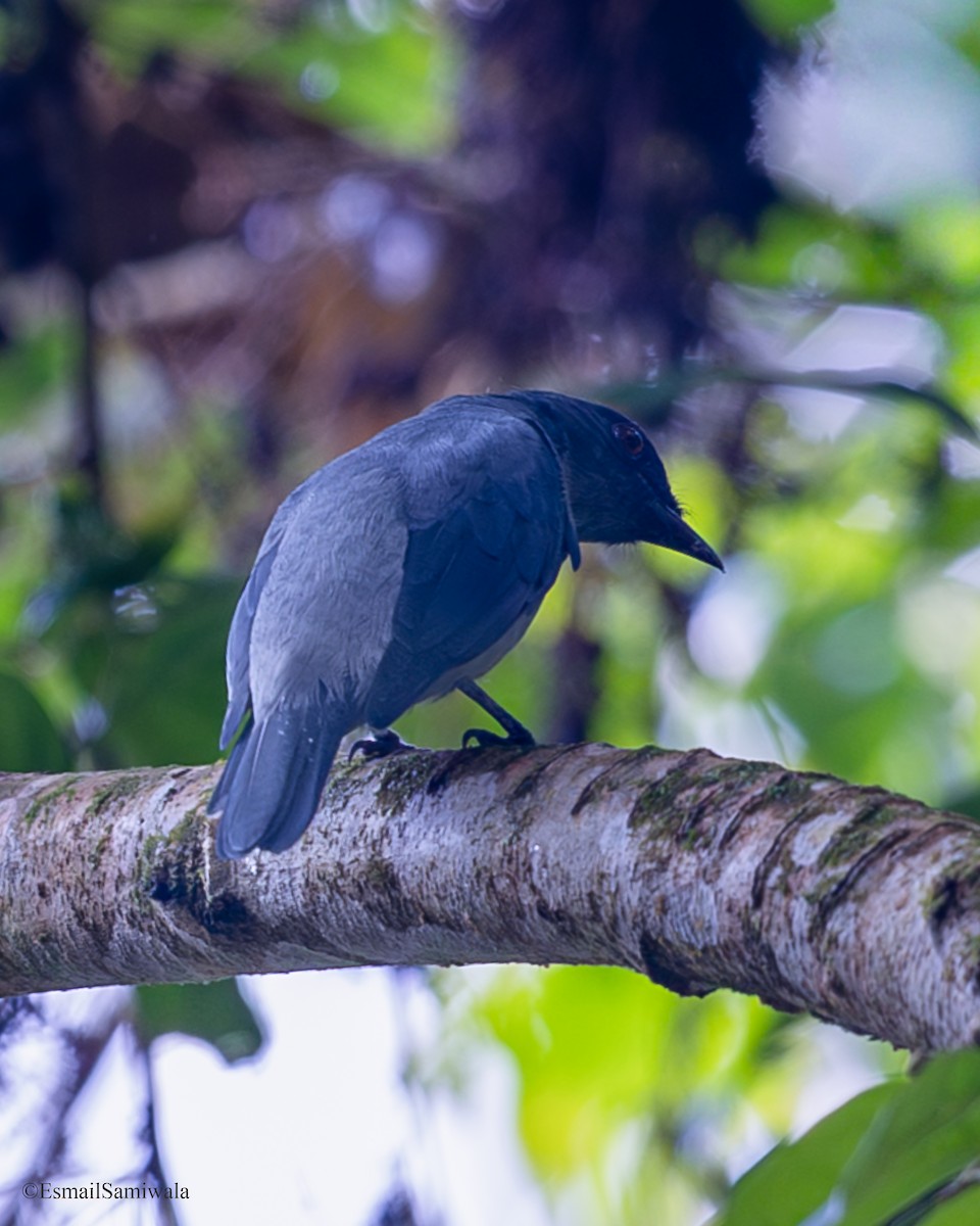 Oruguero Menor - ML644140423