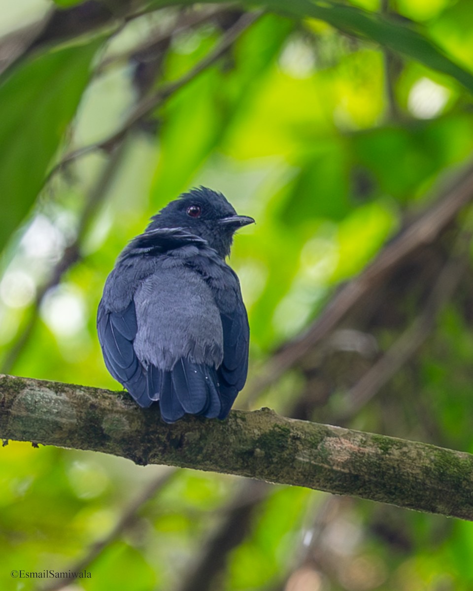 Oruguero Menor - ML644140424