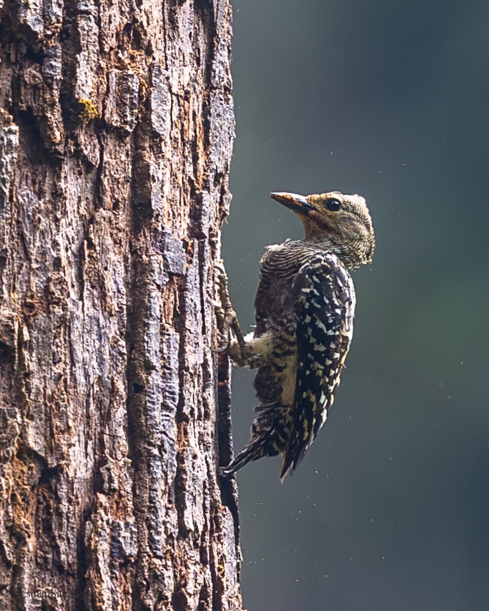 Buff-rumped Woodpecker - ML644140431