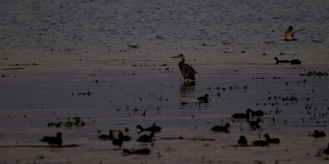 Great Blue Heron - ML644140438