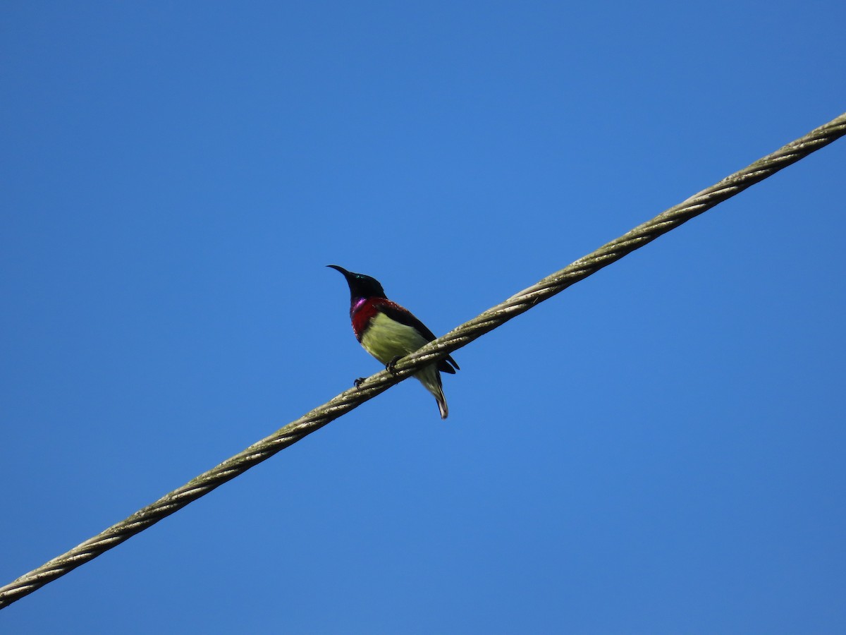 Crimson-backed Sunbird - ML644140479