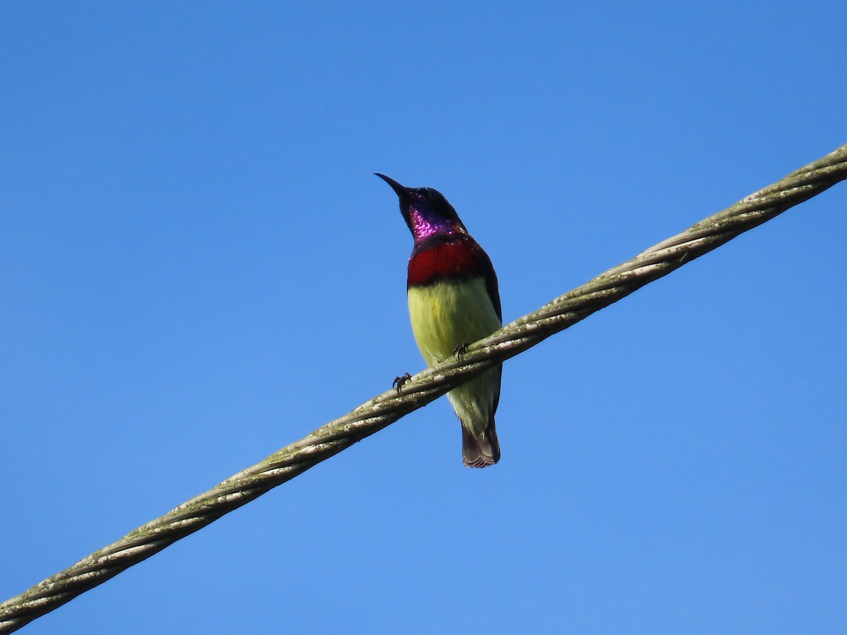 Crimson-backed Sunbird - ML644140480