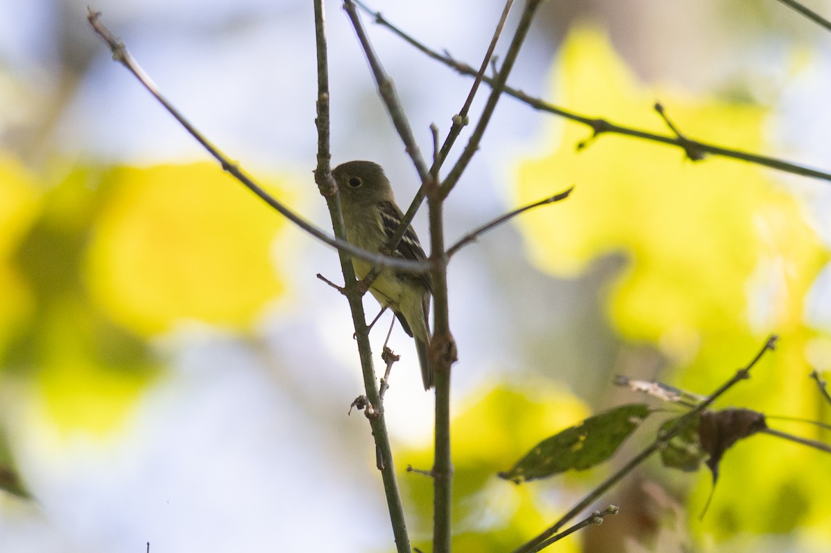 Yellow-bellied Flycatcher - ML644140489