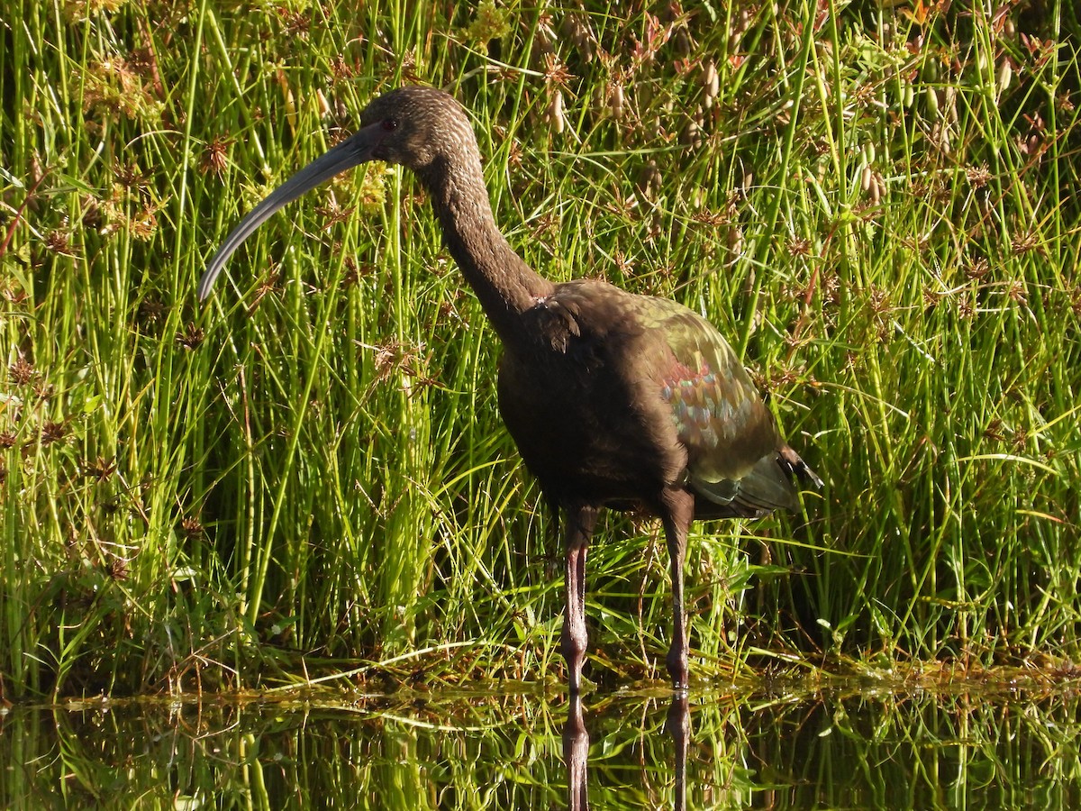 White-faced Ibis - ML644140491