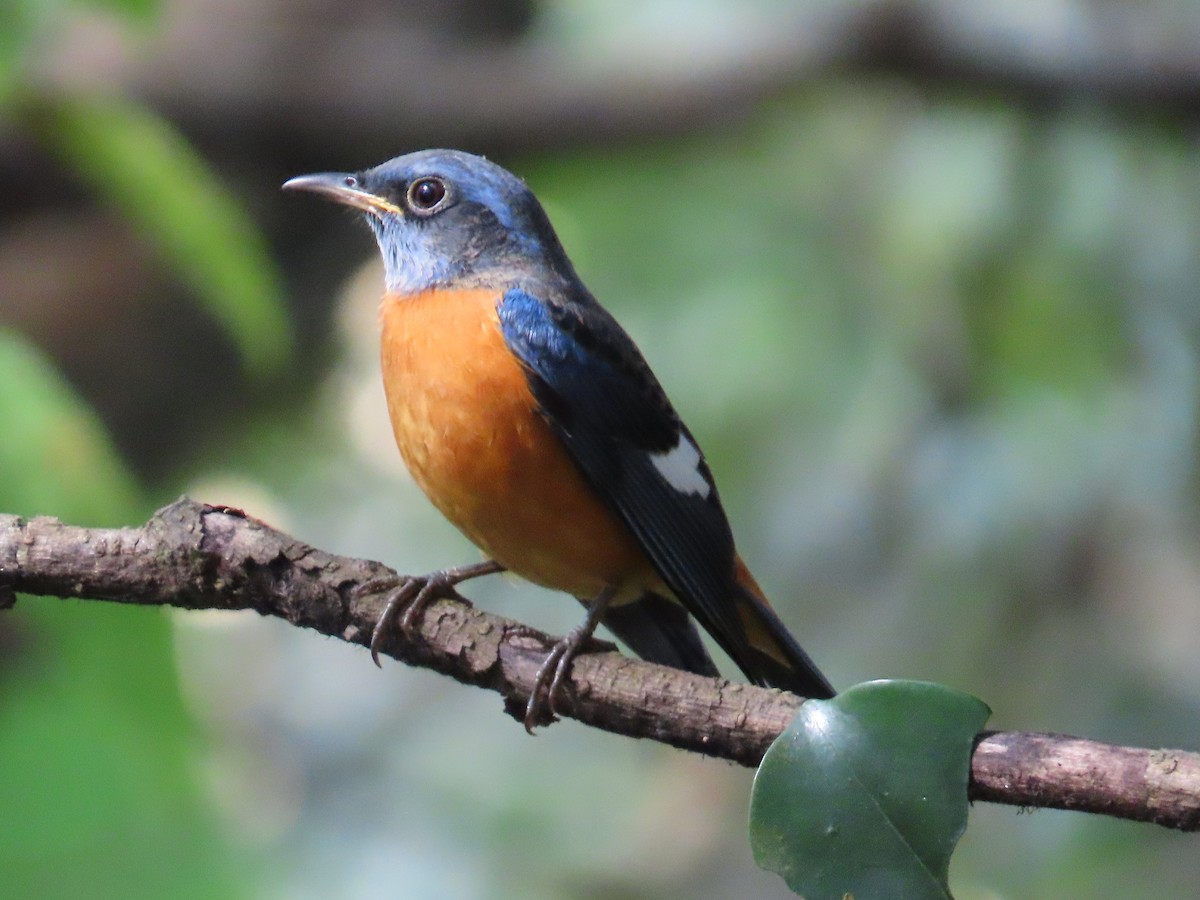 Blue-capped Rock-Thrush - ML644140523