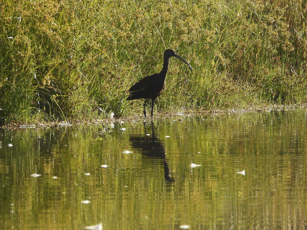 White-faced Ibis - ML644140527