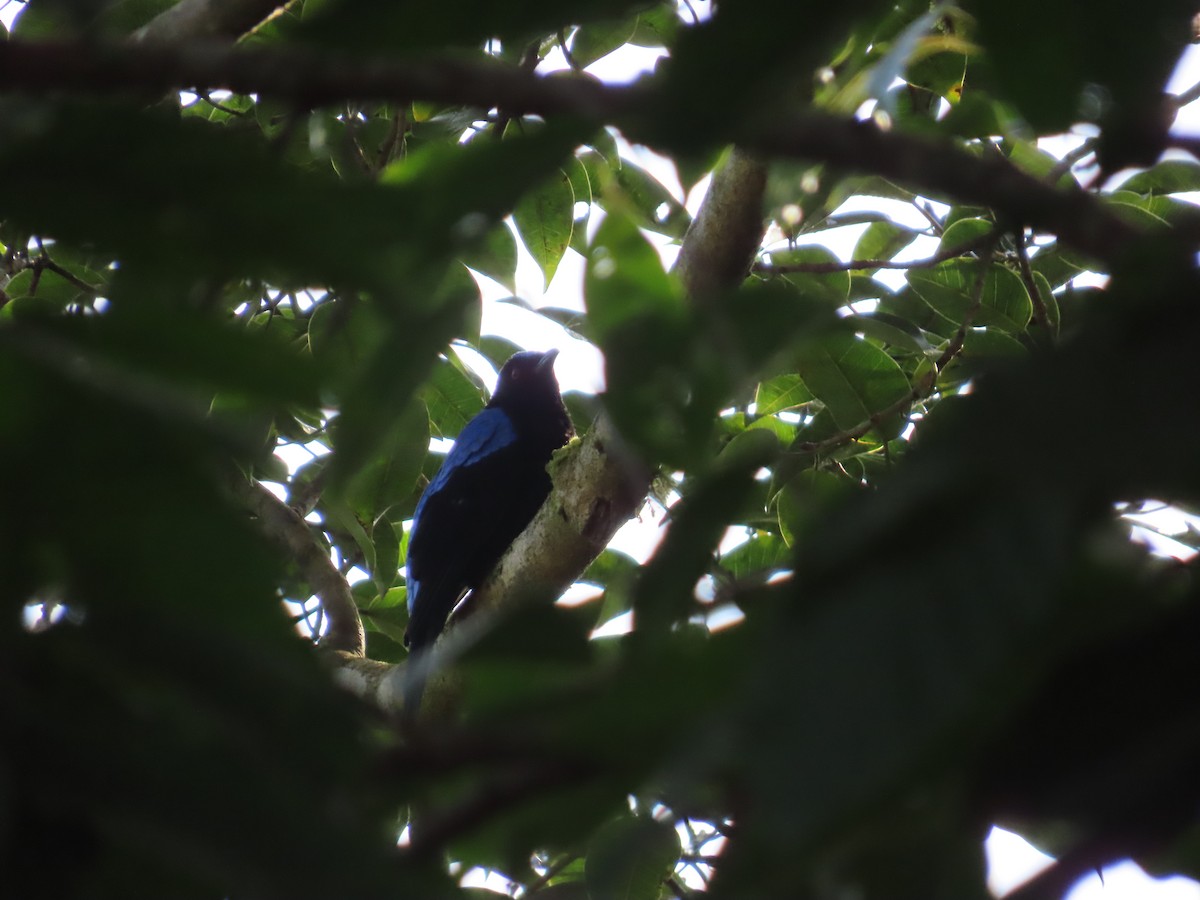 Asian Fairy-bluebird - ML644140532