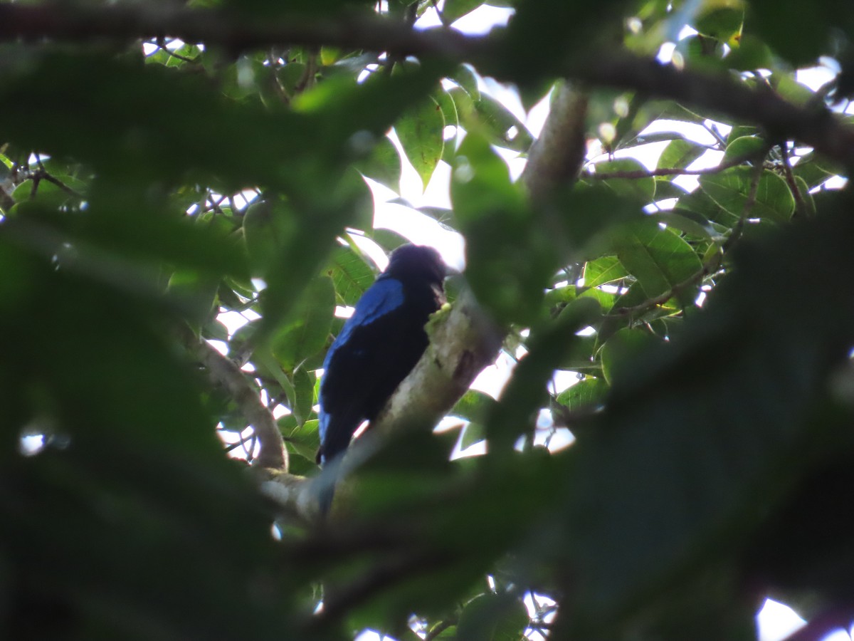 Asian Fairy-bluebird - ML644140533