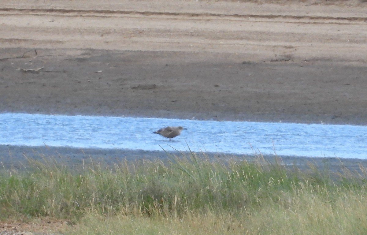 Great Skua - ML644140550