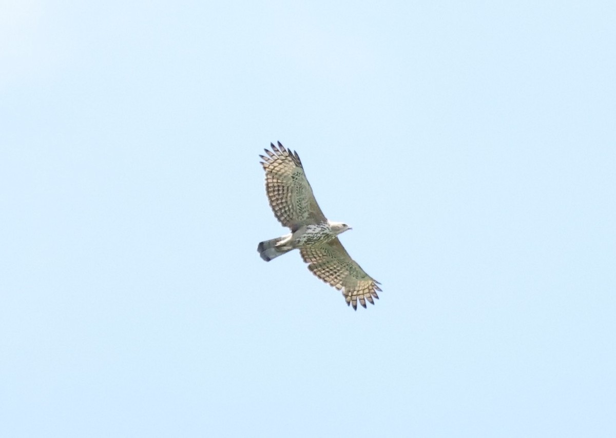 Changeable Hawk-Eagle - ML644140553