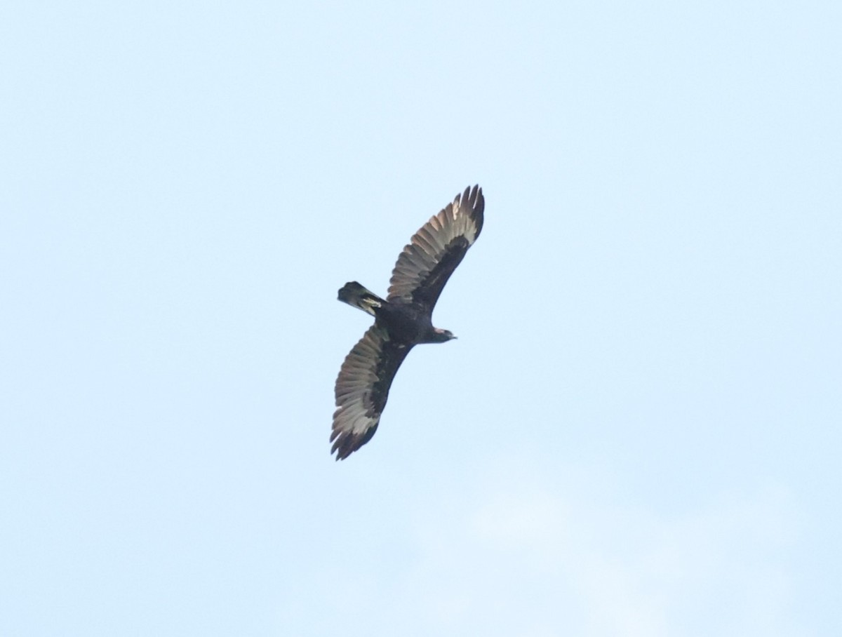 Changeable Hawk-Eagle - ML644140557