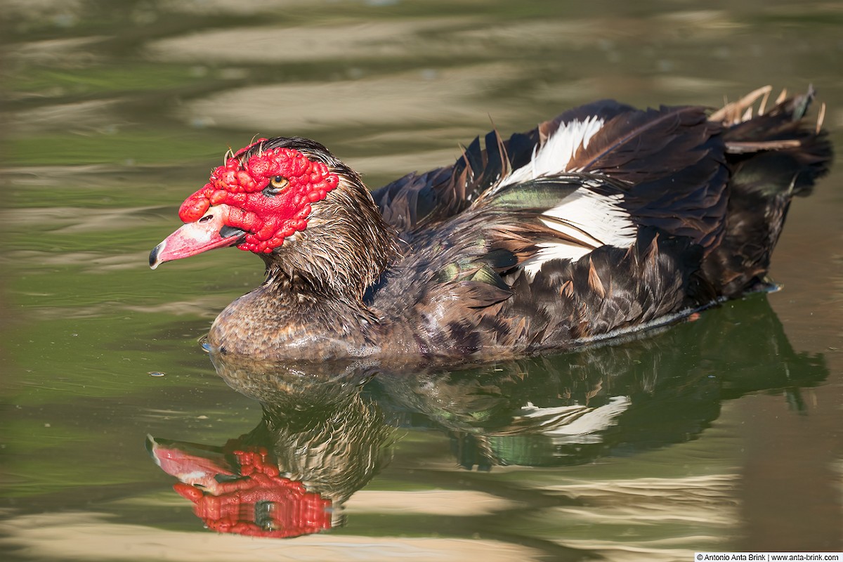 Muscovy Duck (Domestic type) - ML644140560