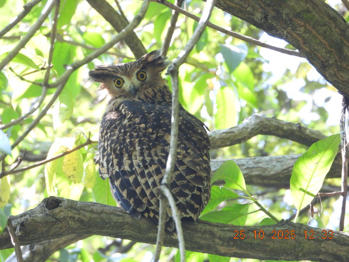 Grand-duc roux - ML644140562