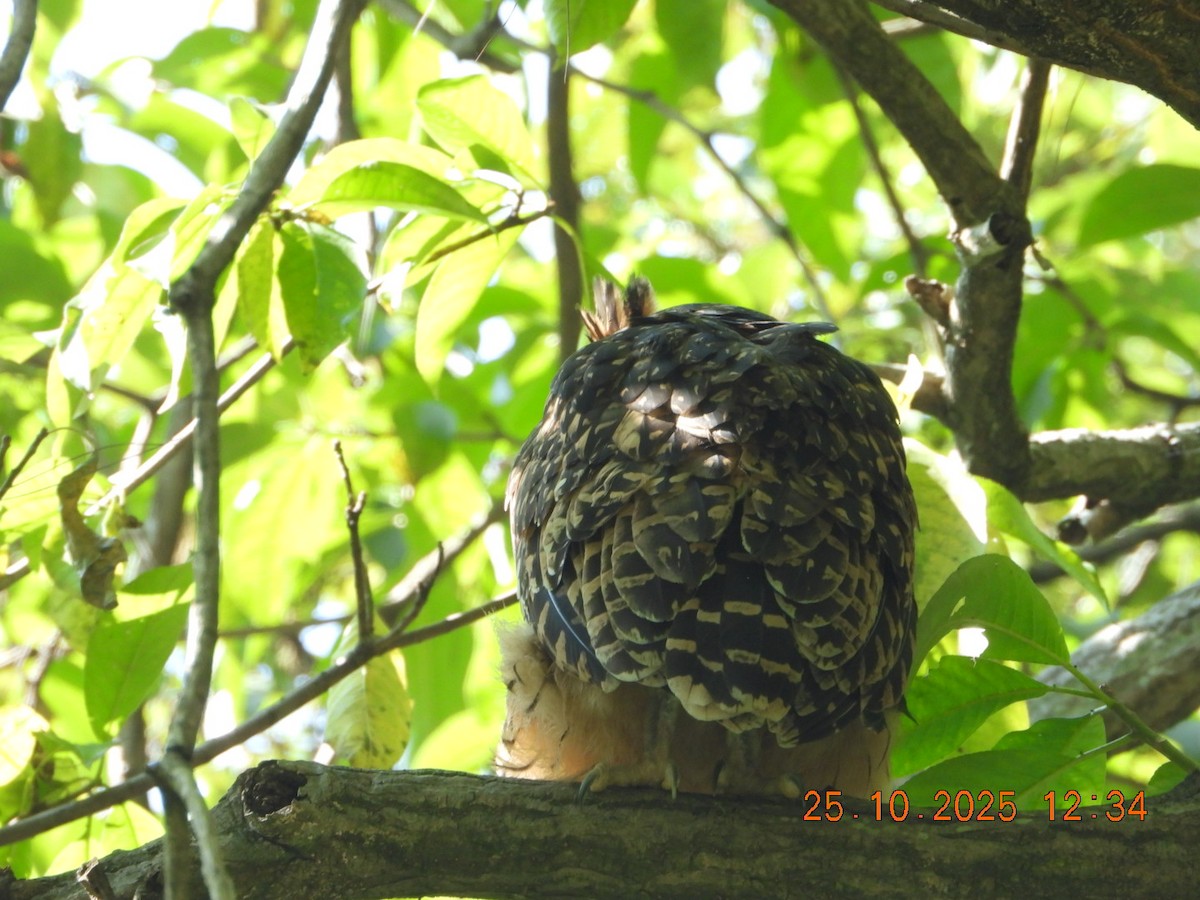 Grand-duc roux - ML644140563