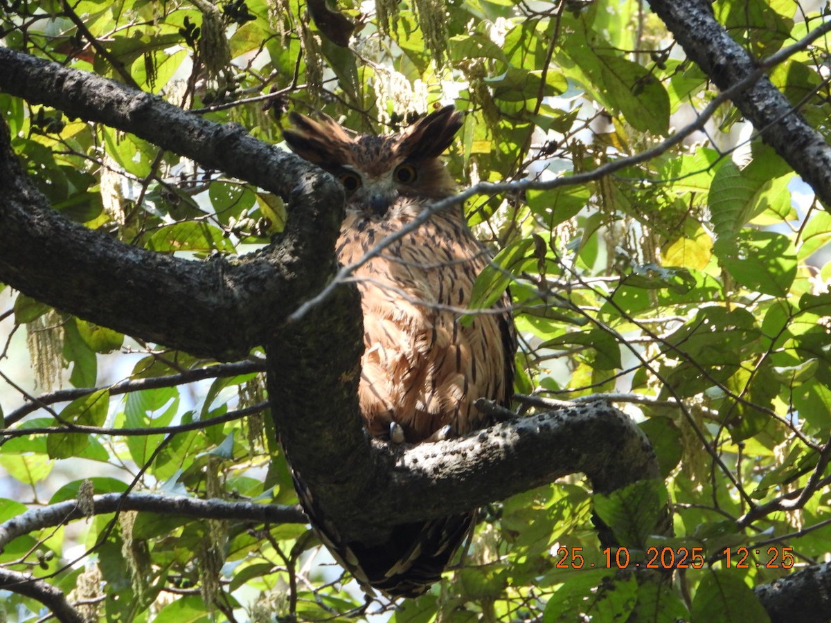 Grand-duc roux - ML644140564