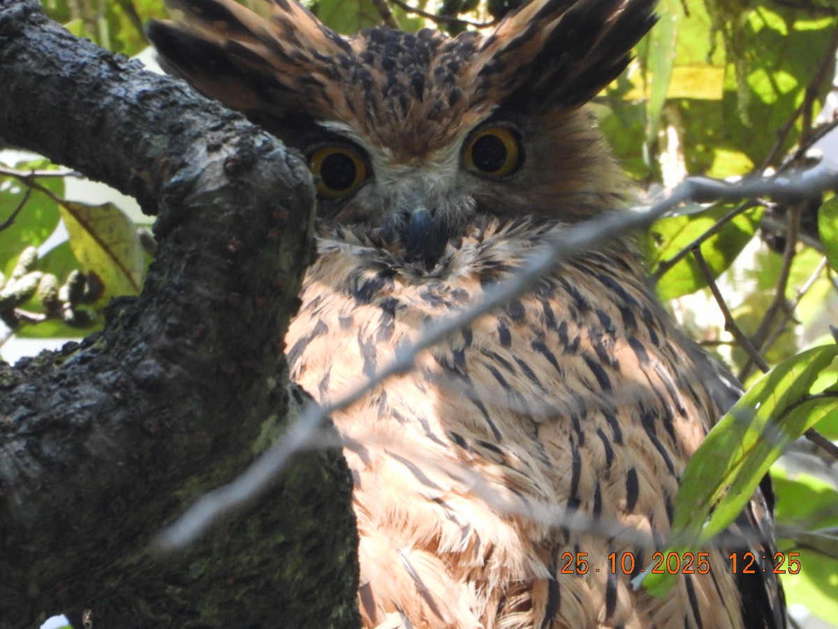 Grand-duc roux - ML644140565