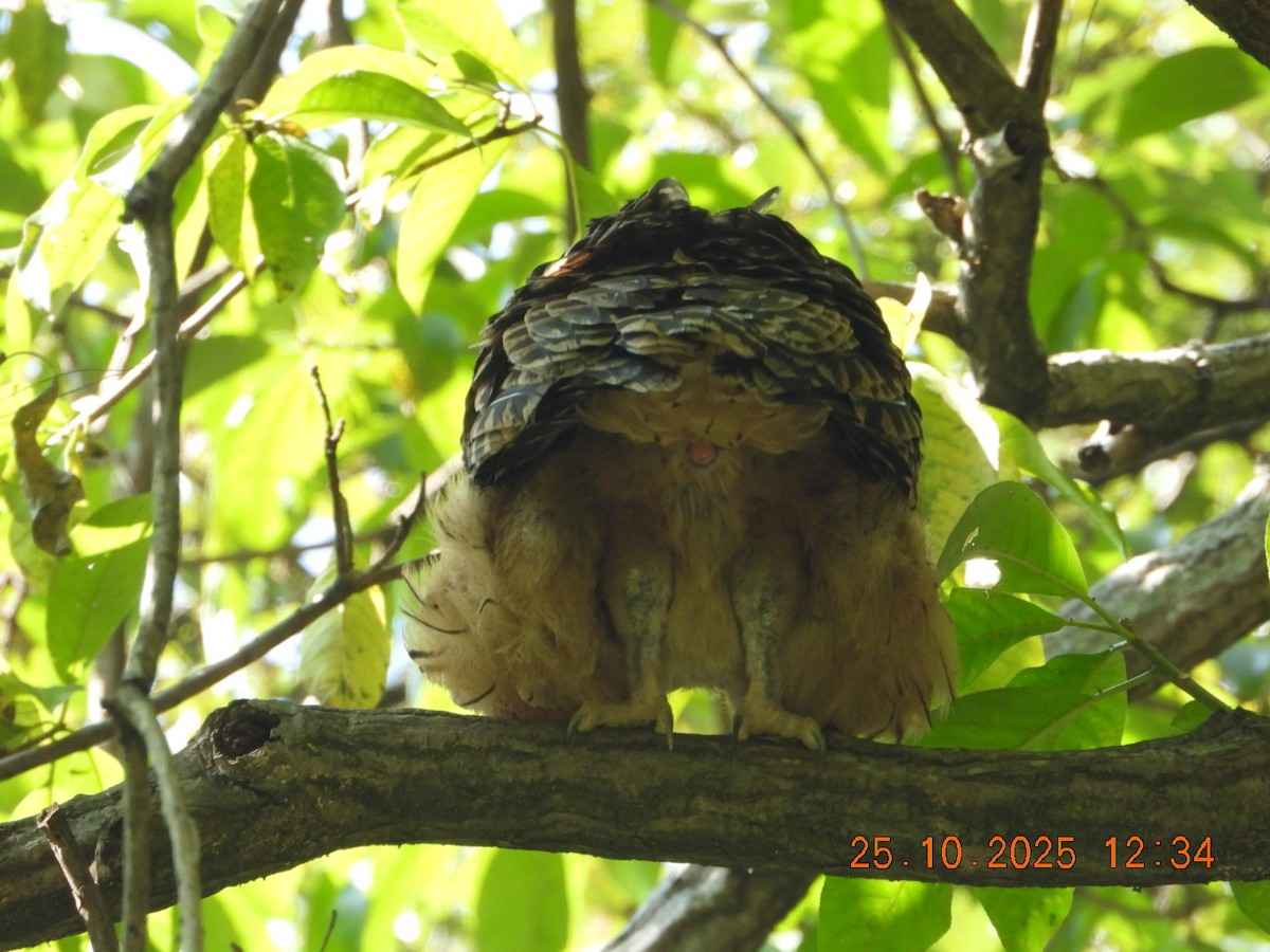 Grand-duc roux - ML644140566