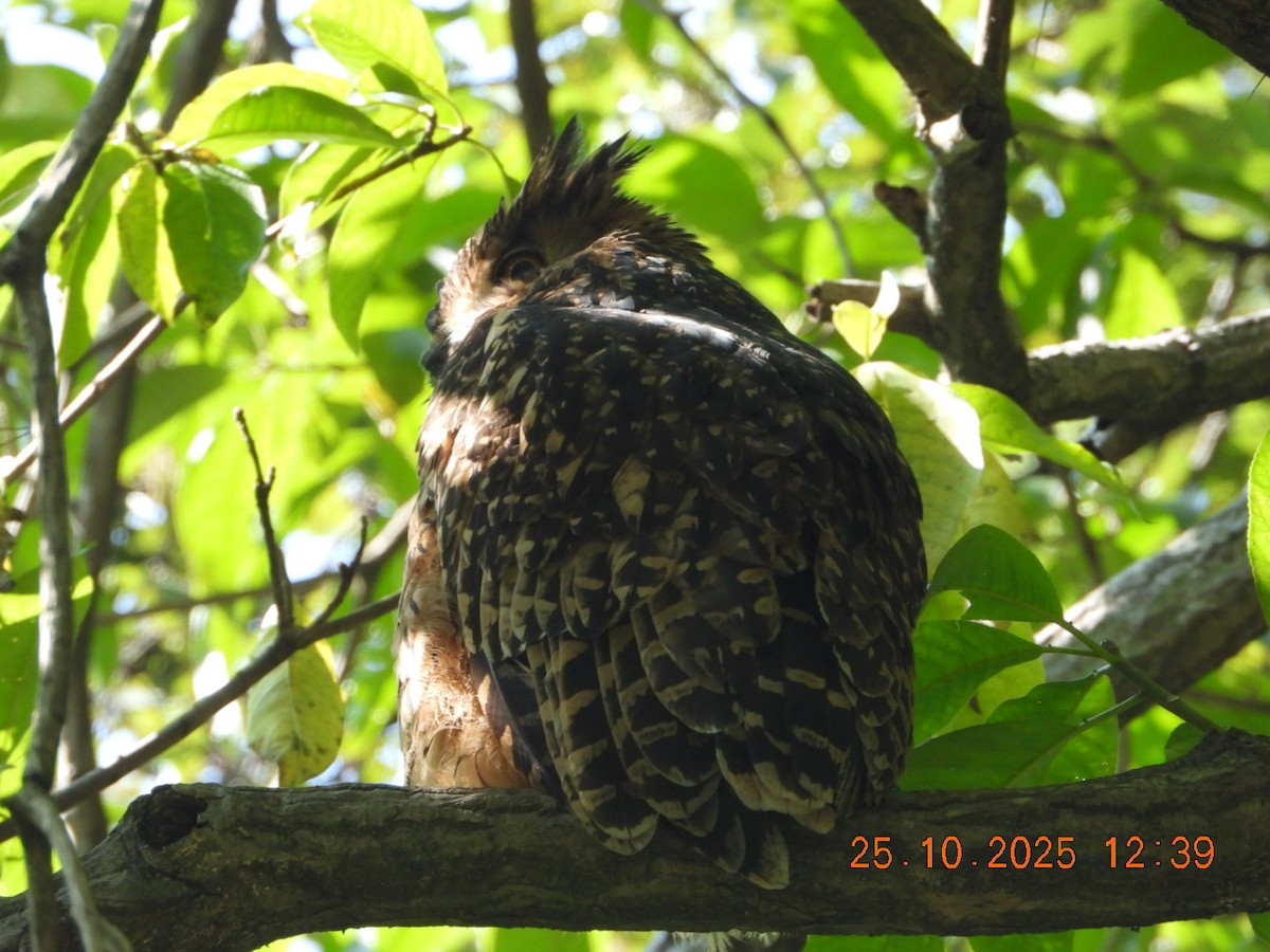 Grand-duc roux - ML644140567