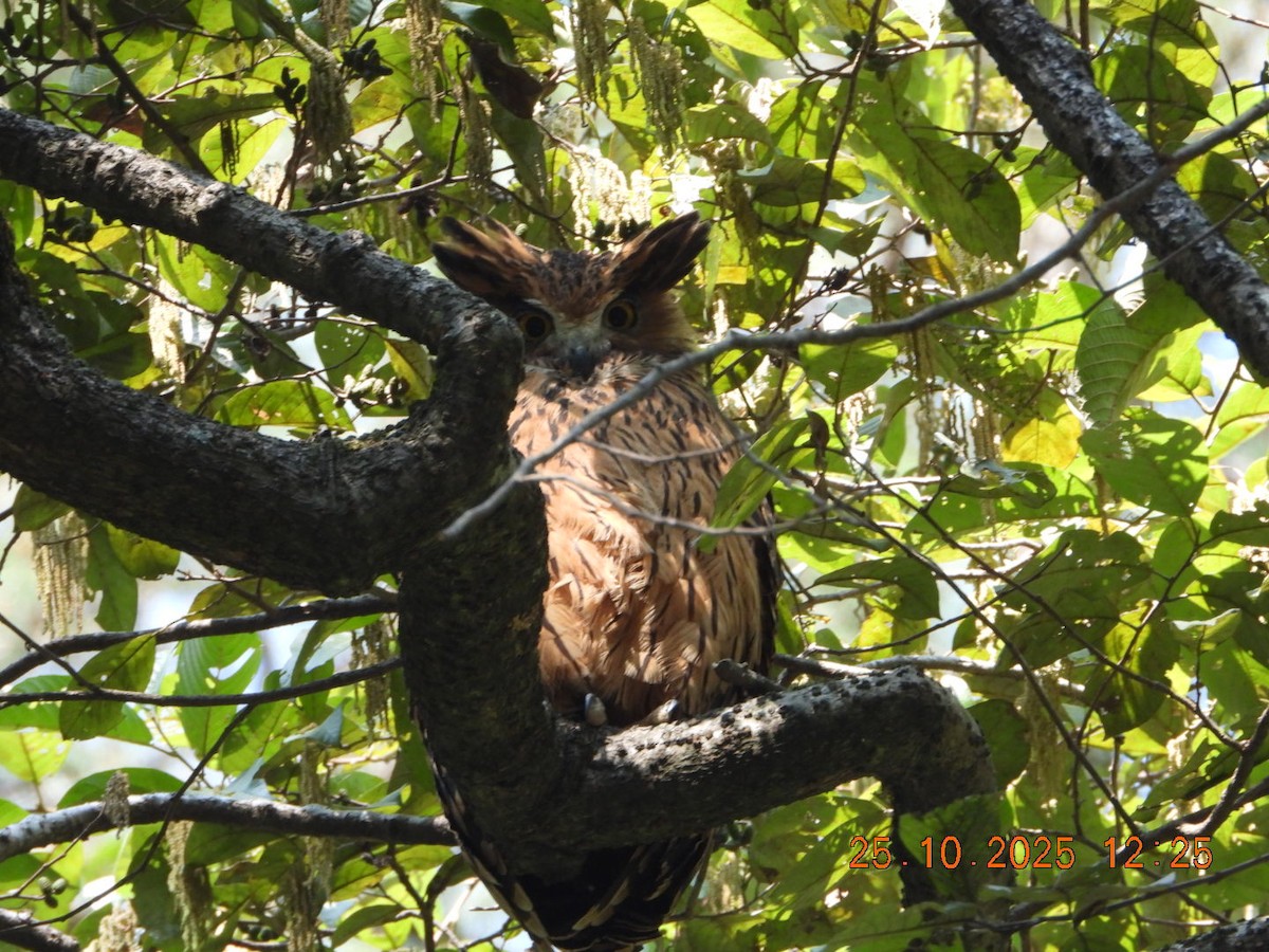 Grand-duc roux - ML644140568