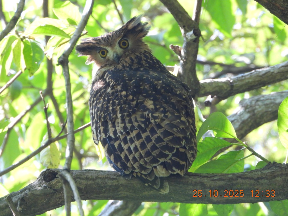 Grand-duc roux - ML644140569