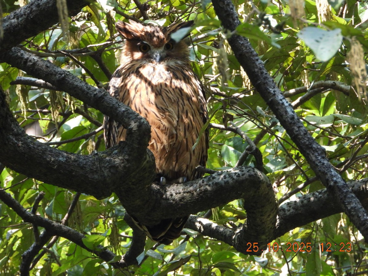 Grand-duc roux - ML644140570