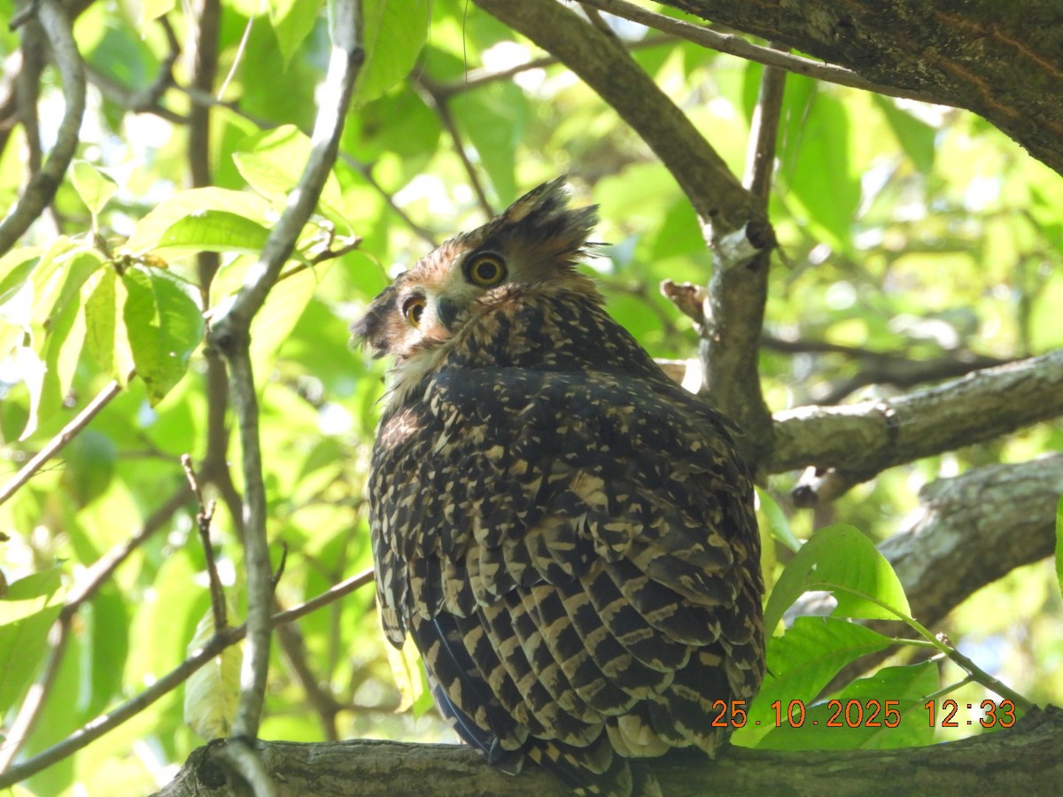 Grand-duc roux - ML644140571