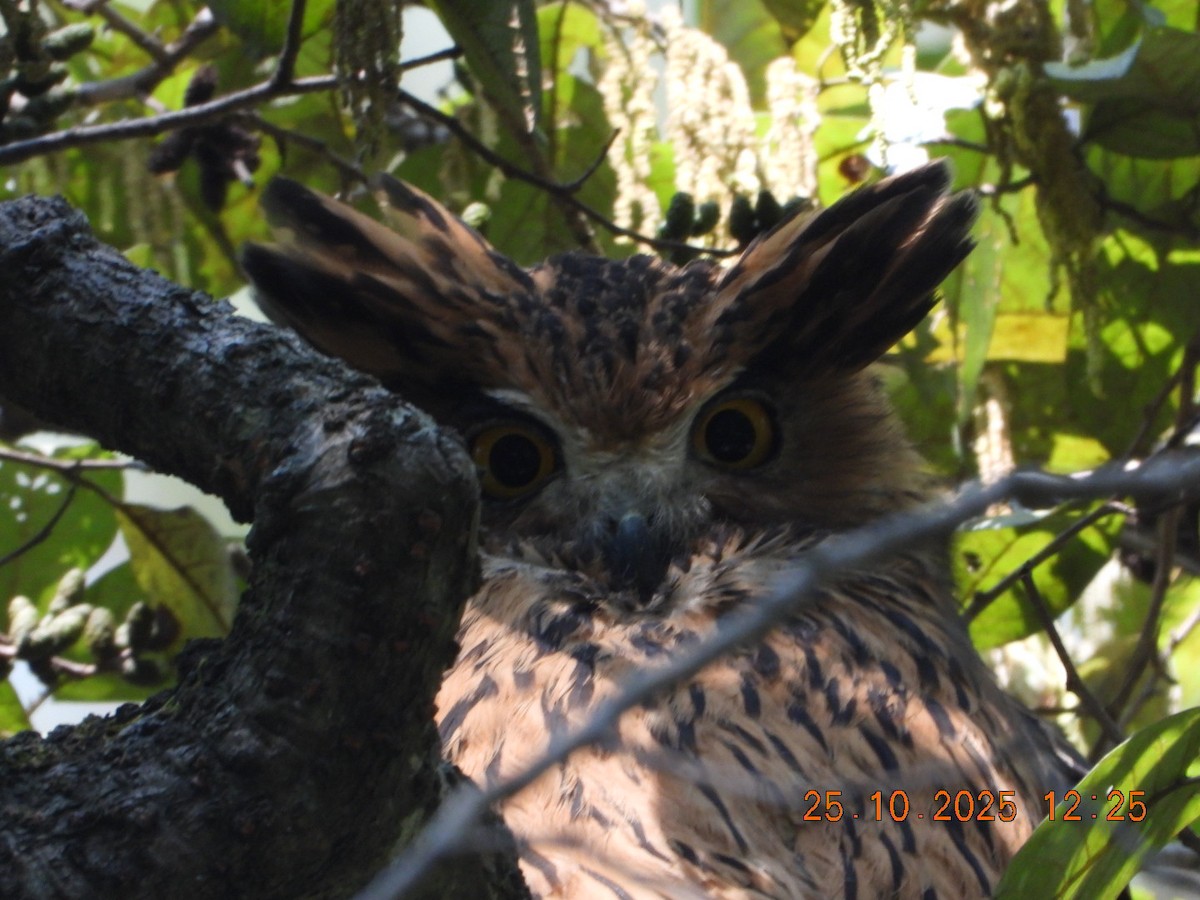 Grand-duc roux - ML644140572