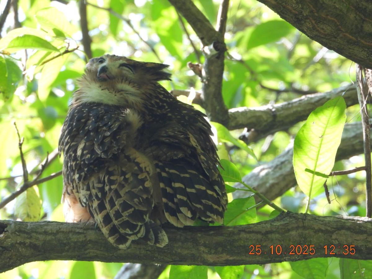 Grand-duc roux - ML644140573