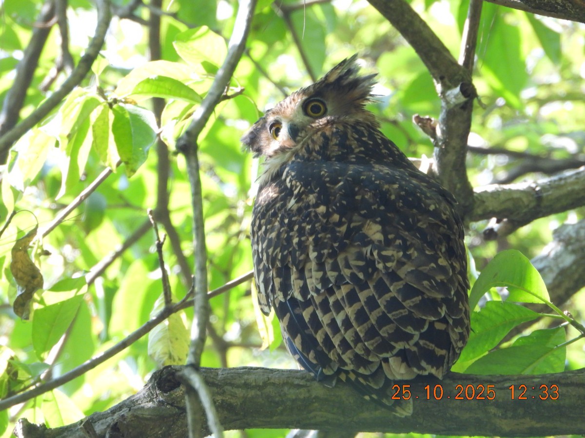 Grand-duc roux - ML644140574