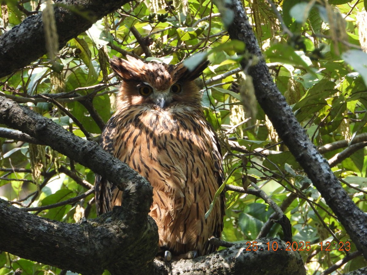 Grand-duc roux - ML644140575