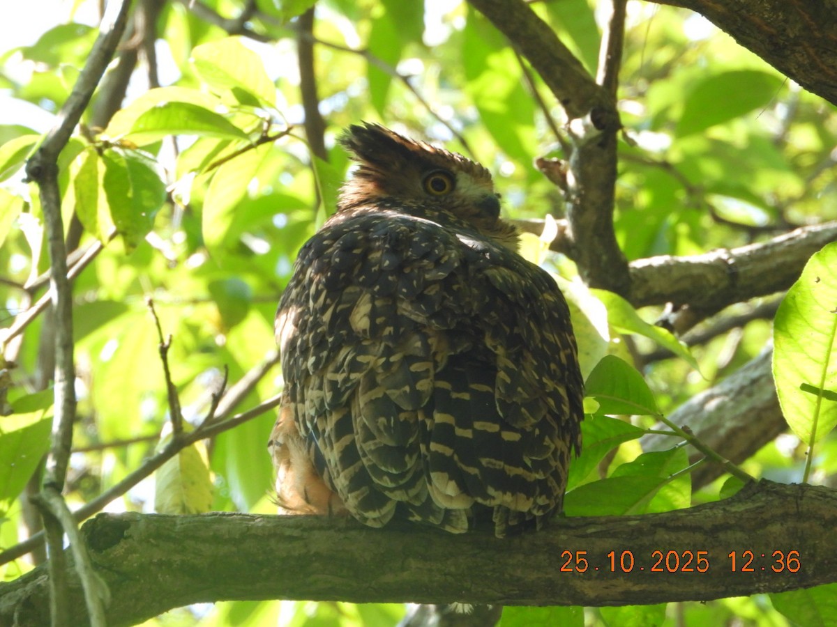 Grand-duc roux - ML644140576